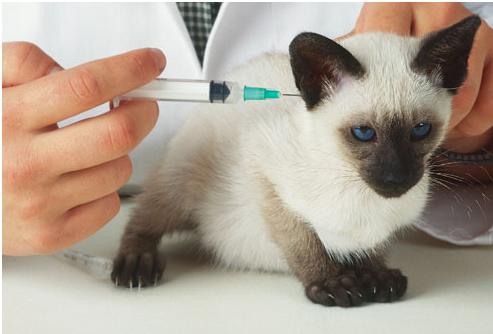 Kačių-vakcinacija